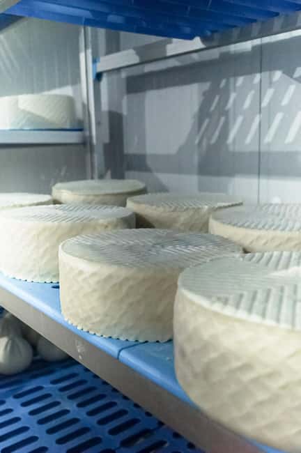 Fuerteventura Goat Cheese Workshop with Transfer from the South - Ripeness lessons that help you taste with confidence