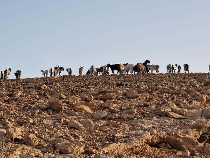 Fuerteventura Goat Cheese Workshop with Transfer from the South - Who should book this goat cheese workshop