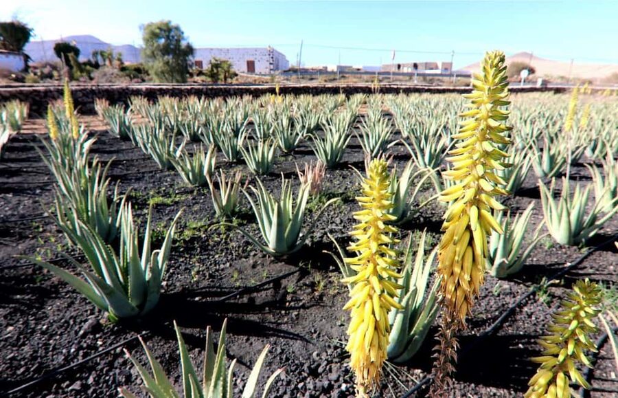 Fuerteventura: Small-Group Island Tour with Cheese Tasting - Key highlights you’ll actually remember