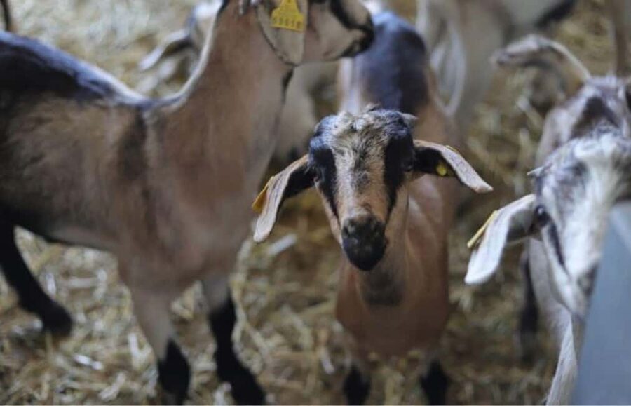 Gran Canaria: Cheese Workshop in Agüimes - From milking to first steps: how the 1.5 hours usually flows