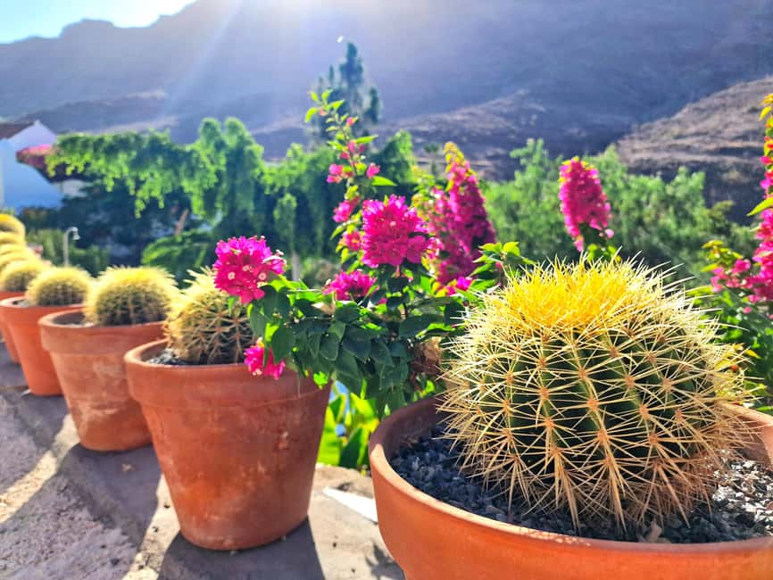 Gran Canaria: Tasting wine & local cheese in Mogan - Canarian Cheese Tasting for About an Hour: What to Notice
