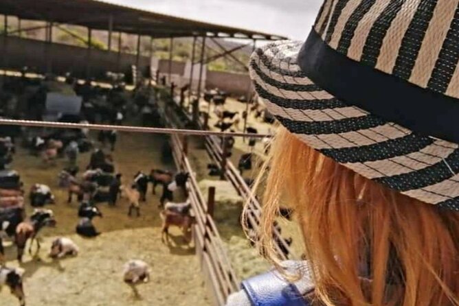 Guided Tour Montesdeoca Cheese Factory - Cheese and Wine Tasting - Getting to the meeting point and timing it in your day
