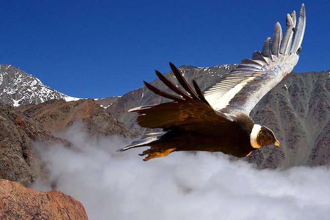 Half Day Private Trip to Valle Nevado with Cheese and Wine Carbon Neutral trip - Key moments worth marking on your map