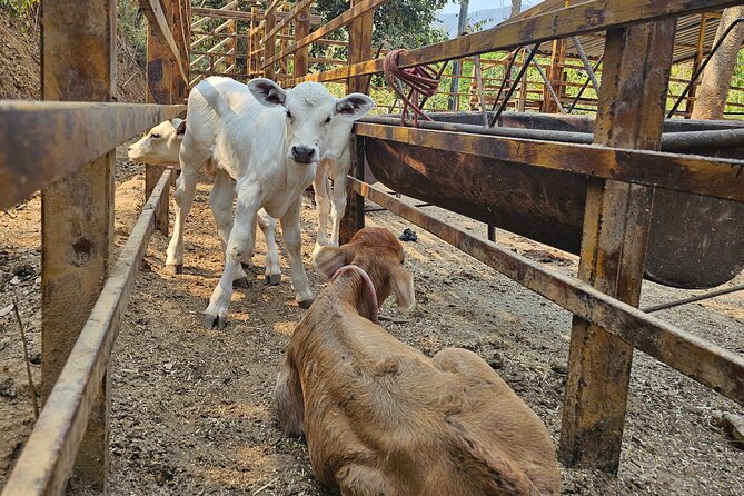 Hands-on Mexican Farm Experience: from Cow to Cheese - Horse time and natural pools: your reward after the work