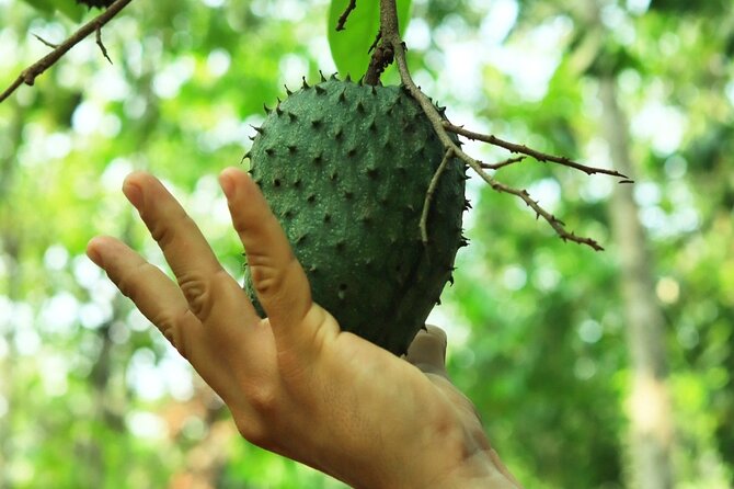 Hands-on Mexican Farm Experience: from Cow to Cheese - Snacks, fruit, and an optional traditional meal