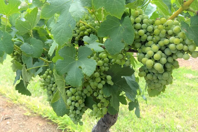 Hunter Valley wine and cheese starting from the Hunter region - Why a private Hunter Valley driver matters on left-side roads
