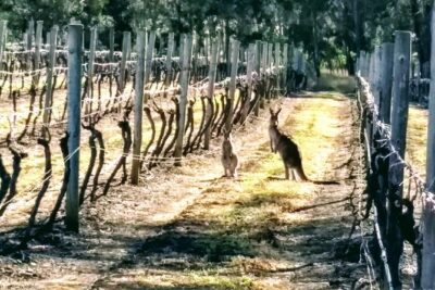 Hunter Valley wine and cheese starting from the Hunter region - The tasting lineup: semillon, chardonnay, shiraz, and pairing snacks