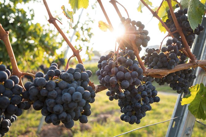 Hunter Valley Wine Tour ex Hunter Valley - Lunch, Cheese, Chocolate, Distillery - Cheese, chocolate, and cellar doors: pairing that teaches your taste buds