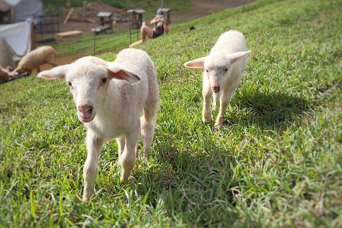 Kauai Private Baby Farm Animal Experience & Micro Dairy Immersion - Milking, Milk Tasting, and the A-1 vs A-2 Lesson