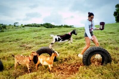 Kauai Private Baby Farm Animal Experience & Micro Dairy Immersion - Finding 5431 Hauaala Rd (and Why GPS Can Betray You)