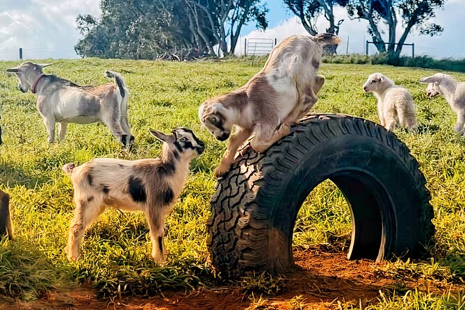 Kauai Private Baby Farm Animal Experience & Micro Dairy Immersion - Mini Cows, Halters, and More Than Just Feeding