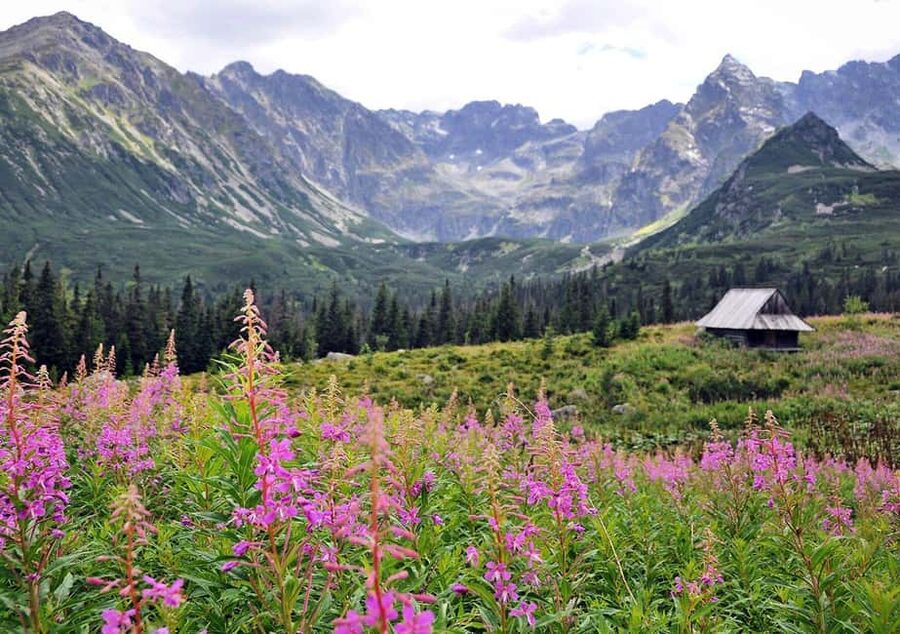 Krakow: Zakopane, Morskie Oko, and Cheese Tasting Tour - How the ride back feels: comfort, timing, and little extras