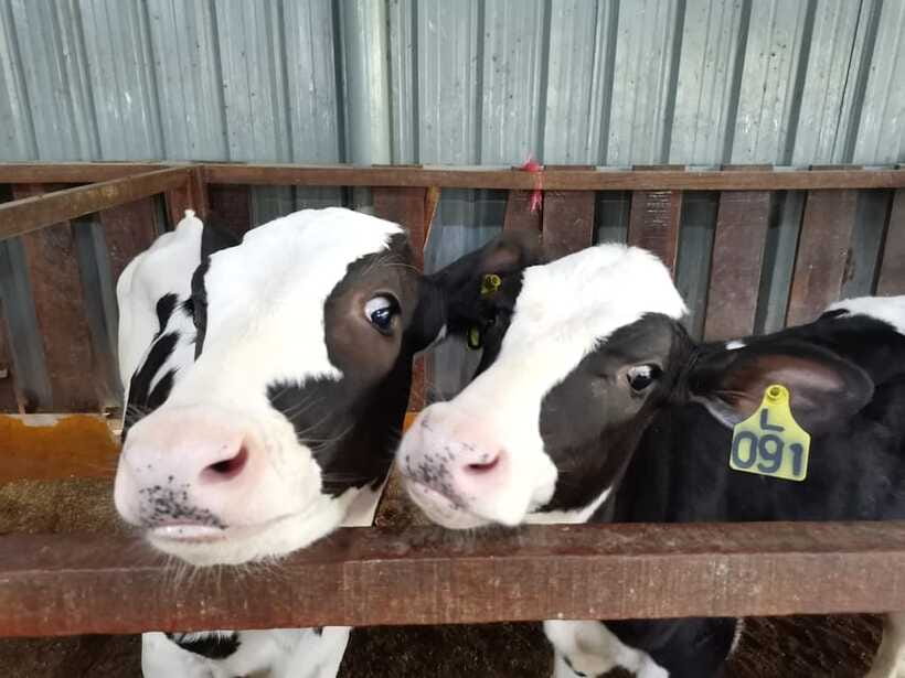 Kundasang : ATV Ride, Dairy Farm Visit & Meal Shared Tour - Desa Dairy Farm: Cows, Goats, and Highland Calm