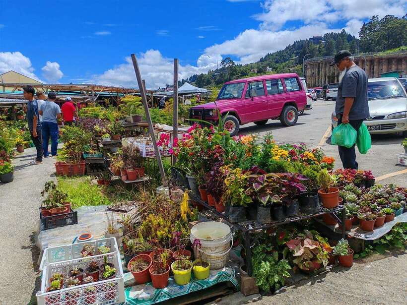 Kundasang : ATV Ride, Dairy Farm Visit & Meal Shared Tour - Who This Tour Suits Best (and Who Should Skip It)