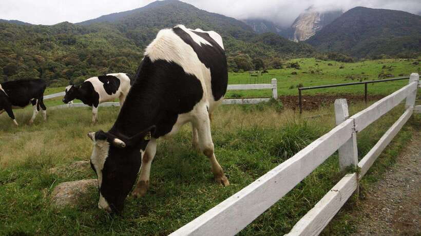 Kundasang: Day Tour with Desa Dairy Farm and Alpaca Club - Alpaca Club: easy 1-hour animal time