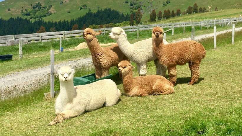 Kundasang: Day Tour with Desa Dairy Farm and Alpaca Club - Rumah Terbalik (Upside Down House): the quirky warm-up