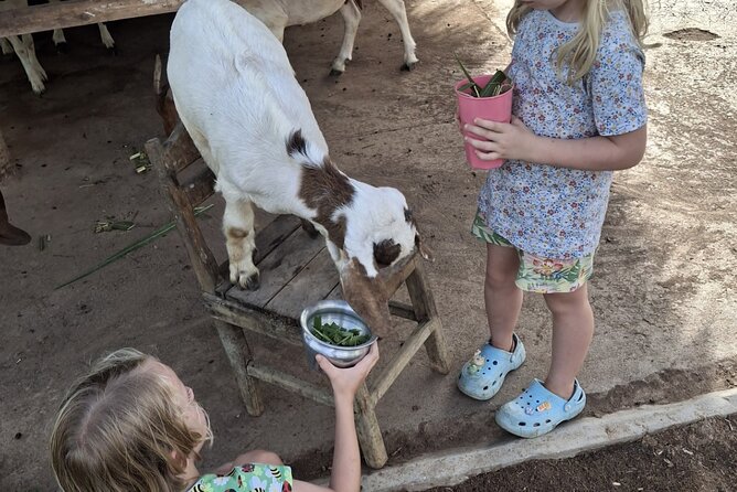 Laos Buffalo Dairy Tours Interact, Learn and Taste Fresh Flavors - Your 40-minute Buffalo Encounter: what you can expect on the short tour