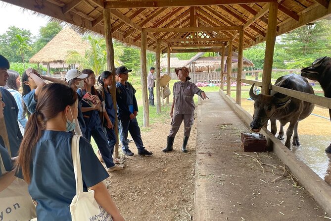 Laos Buffalo Dairy Tours Interact, Learn and Taste Fresh Flavors - Choosing the right tour option: Adventure, Delight, or the cooking class