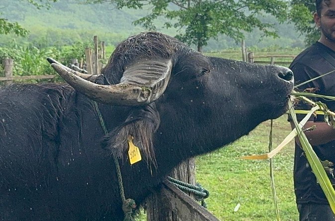 Laos Buffalo Dairy Tours Interact, Learn and Taste Fresh Flavors - Timing, group size, and how to get there easily