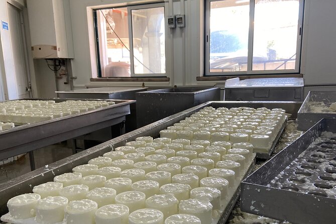 Lisbon Cheese Factory Visit, Wine Tasting and Tile Painting Tour - Winery Time: Four Wines and Four Cheeses Paired Like Someone Planned It