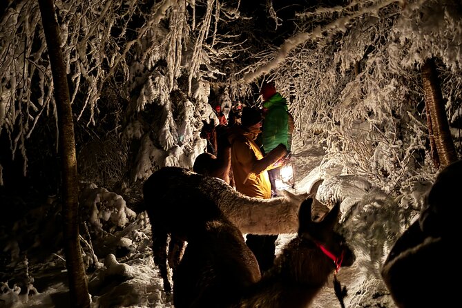 Llama hike with homemade, traditional cheese fondue - Small-group reality and the weather factor in Liechtenstein