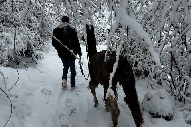 Llama hike with homemade, traditional cheese fondue - Who should book this llama hike with homemade fondue?