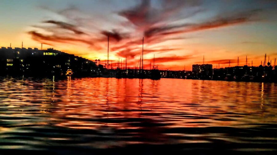 Los Angeles #1: Luxury Boat Cruise-Wine, Cheese & Sea Lions - Wildlife sightings: the sea-life angle (and a realistic mindset)