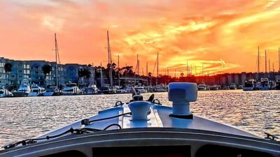 Marina Del Rey: Romantic Cruise, Wine, Cheese, Sealions - Sea lions, birds, and wildlife spotting close to the action