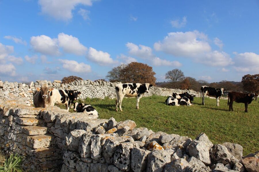 Martina Franca: E-bike farm tour & cheese tasting - Price and value: $55 plus optional extras