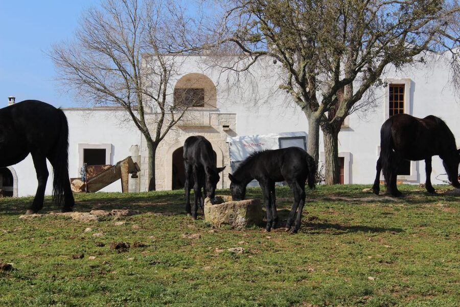 Martina Franca: E-bike farm tour & cheese tasting - Out to the viewpoint: why the countryside stretch feels easy