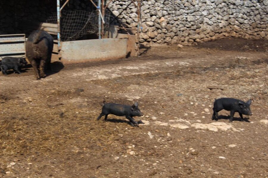 Martina Franca: E-bike farm tour & cheese tasting - The cow farm and dairy stop: optional cheese tasting with wine (€9)