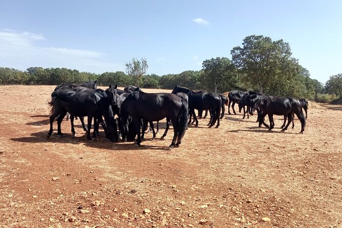 Martina Franca e-Bike tour . Visit a breeding and a dairy farm - Key highlights you’ll actually care about