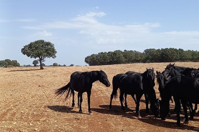 Martina Franca e-Bike tour . Visit a breeding and a dairy farm - How Martina Franca E-Bikes Make Farm Country Feel Easy