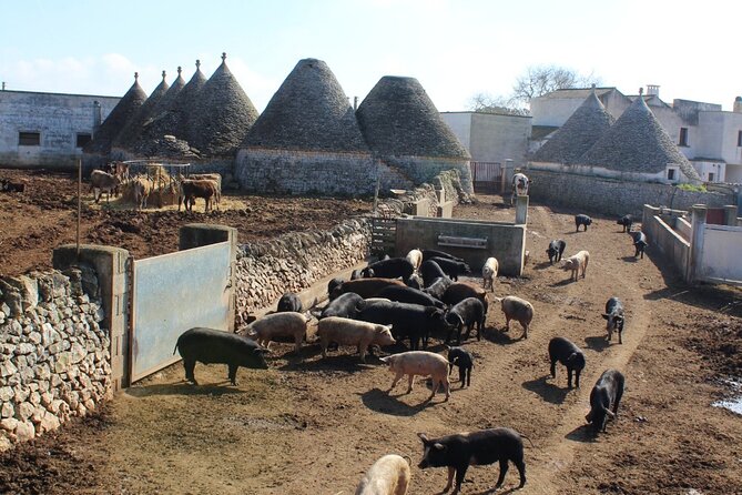 Martina Franca e-Bike tour . Visit a breeding and a dairy farm - Group Size, Pace, and E-Bike Confidence Building