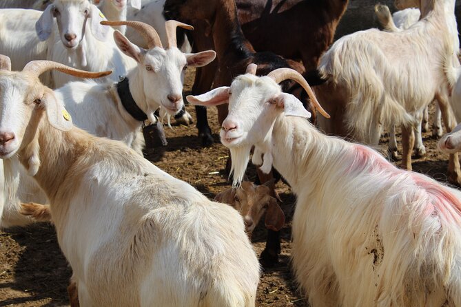 Martina Franca e-Bike tour . Visit a breeding and a dairy farm - Value for Money in Brindisi Area: Is $111.13 Worth It?