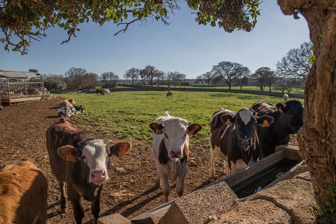 Martina Franca e-Bike tour . Visit a breeding and a dairy farm - Starting At Parcheggio Largo Via Michelangelo Semeraro: The 4-Hour Plan