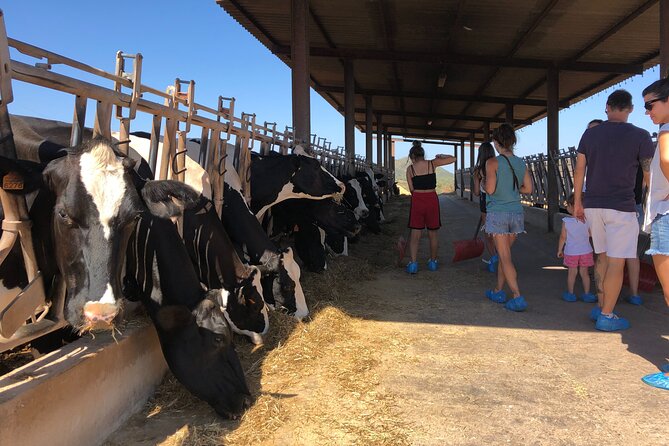 Menorca: Cheesemaking and Farm-Fresh Product Tasting - Getting to Formatges Sa Roqueta and planning your morning