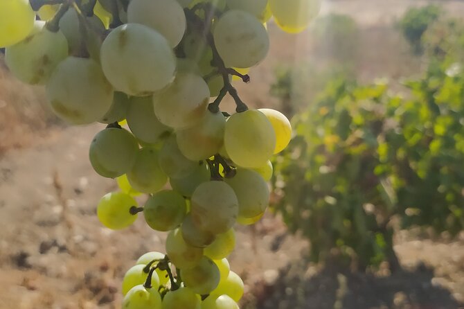 Naxos Farm Experience and cheese making - Key Points Before You Go