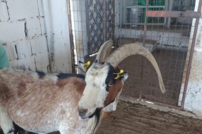 Naxos Farm Experience and cheese making - First Stop: Meeting Giannis and Katerina’s Farm (Animals Included)