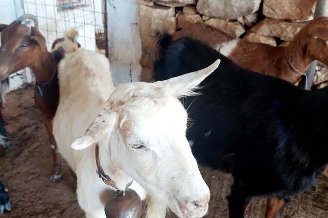 Naxos Farm Experience and cheese making - Why a Private Tour Feels Better Here