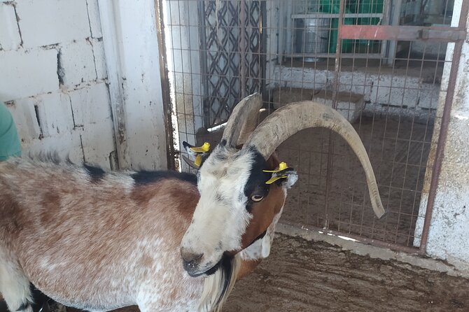Naxos Farm Experience and cheese making - First Stop: Meeting Giannis and Katerina’s Farm (Animals Included)
