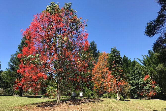 Noosa Hinterland Tour with Lunch, Wine & Cheese Tasting & more - Pomona Lunch: Fresh Local Produce and Real Breathing Room