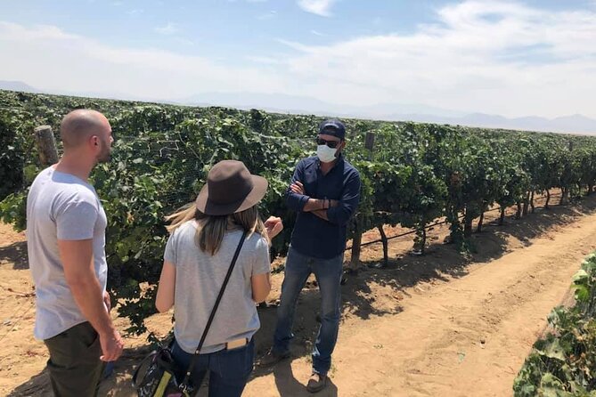 Ojos Negros Valley Wine and Cheese Route Tour in Baja California - La Cava de Marcelo: Quesos Ramonetti and the farm-to-cellar tour