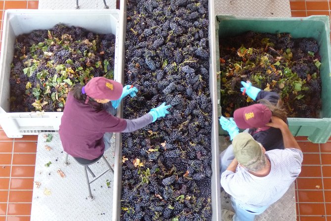Pienza, Montalcino, Brunello Wine and Pecorino Cheese PRIVATE TOUR from FLORENCE - Who this tour is best for (and who should look elsewhere)