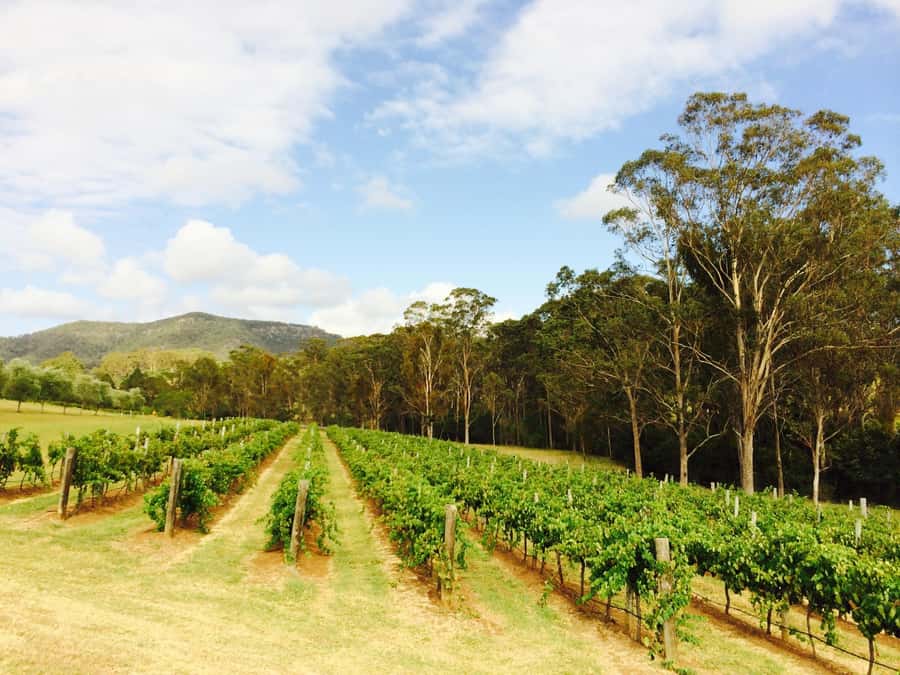 Pokolbin: Tulloch Hunter Heroes Wine Tasting & Cheese Board - Price and value: what $37 covers and why it’s fair