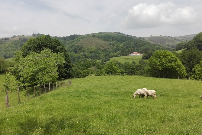 Private Basque Cheese & Txakoli Wine Tour from San Sebastian - The scenic return drive: why the drive home is part of the experience