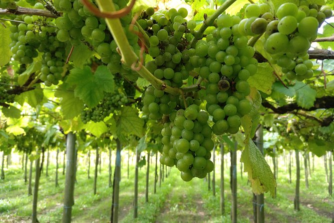 Private Basque Cheese & Txakoli Wine Tour from San Sebastian - Private tour comfort: pickup, driver, and attention that keeps you relaxed