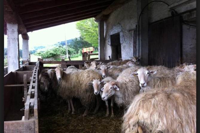 Private Basque Cheese & Txakoli Wine Tour from San Sebastian - Who should book this tour from San Sebastián