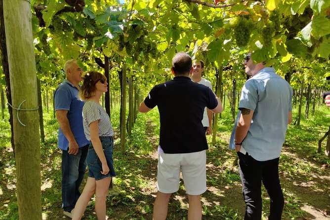 Private Basque Cheese & Txakoli Wine Tour from San Sebastian - Should you book Private Basque Cheese & Txakoli Tour from San Sebastián?
