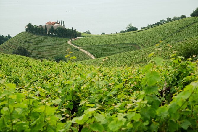 Private Basque Cheese & Txakoli Wine Tour from San Sebastian - Getaria for grilled fish: walk the port area and eat what the coast is known for